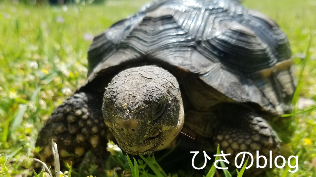 龍匠ケージについて。 : ひさのblog