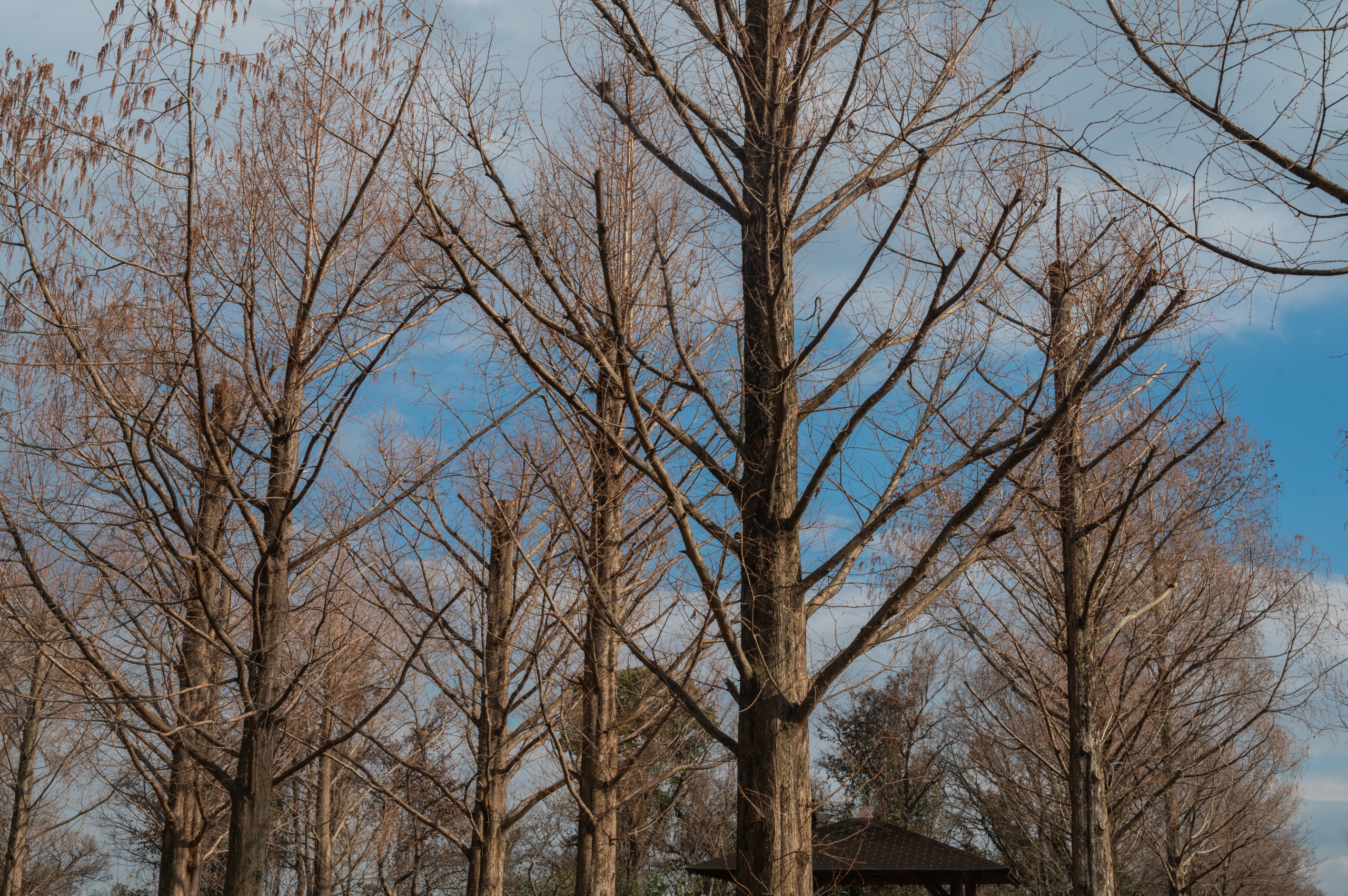 枯れ木 | Photo aqua214