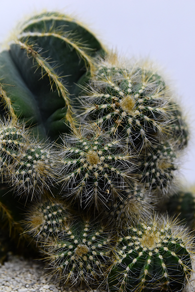 エリオカクタス 英冠玉 | 叢 – くさむら – Qusamura