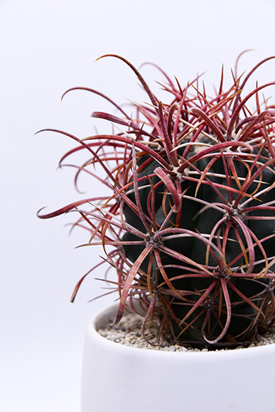 フェロカクタス 刈穂玉 | 叢 – くさむら – Qusamura