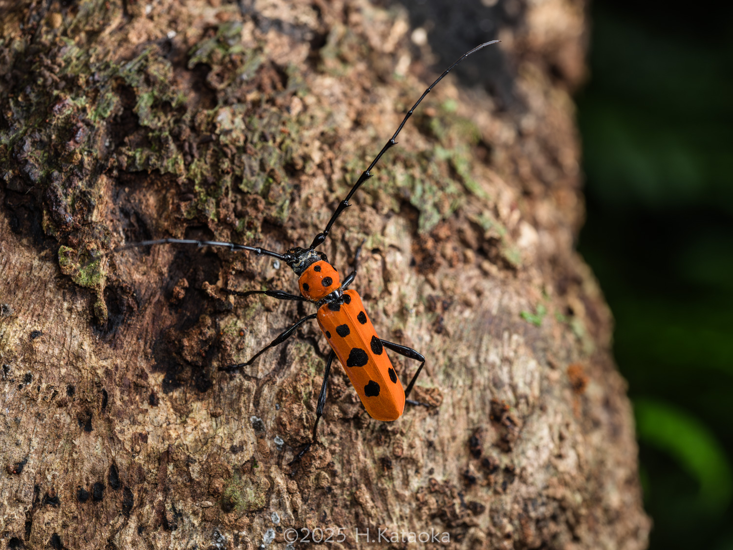 フェリエベニボシカミキリ