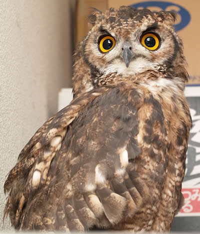 梟（ふくろう）の個体差 | フクロウのいる家