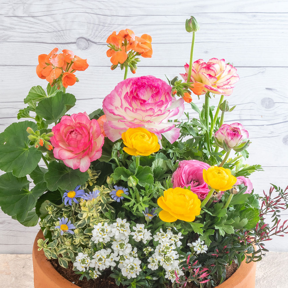 季節の寄せ植え 「ナチュラルガーデングランデ」 | 花・花束を贈る