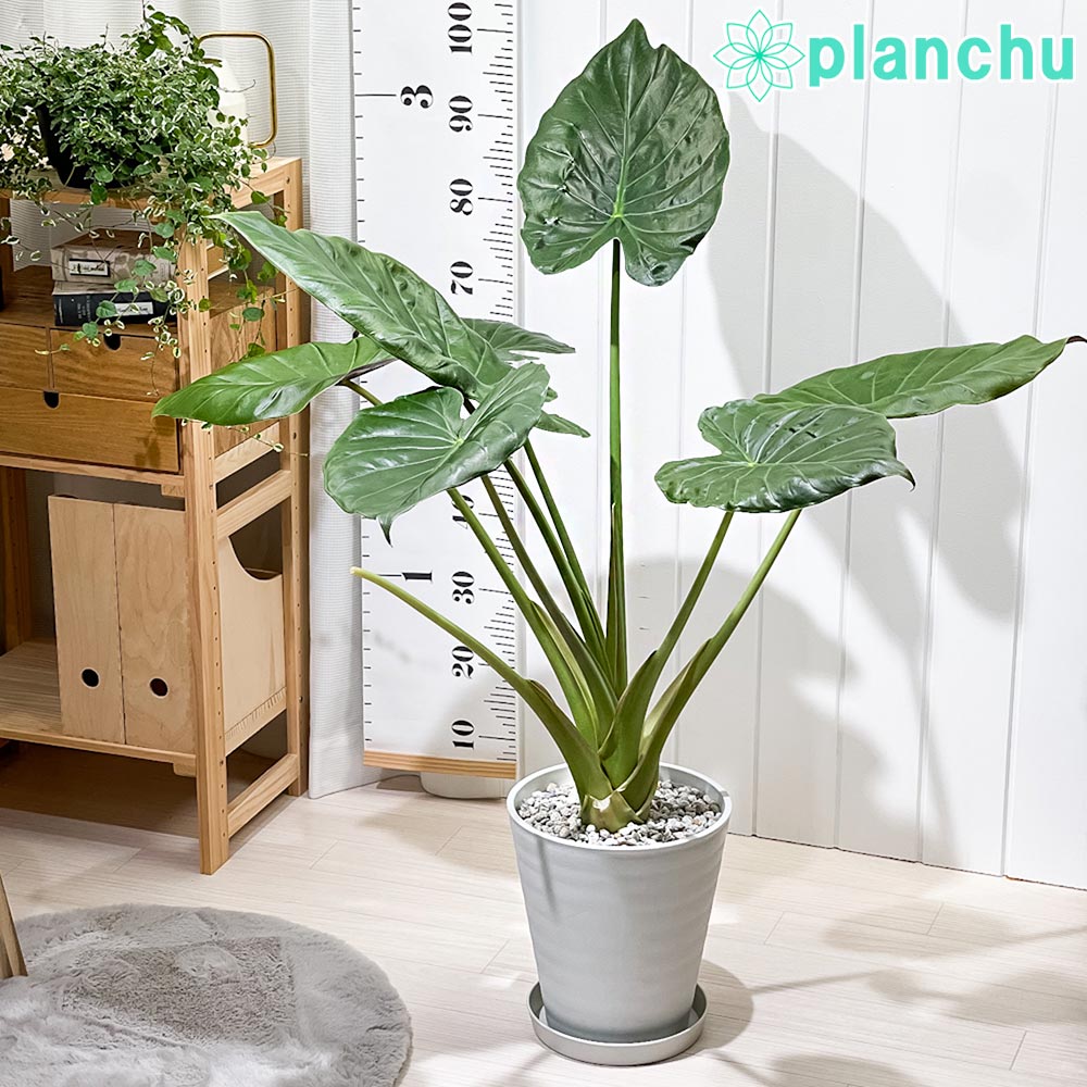 PLANCHU 観葉植物 アロカシア ウェンティー 8号鉢 受け皿付き 育て方
