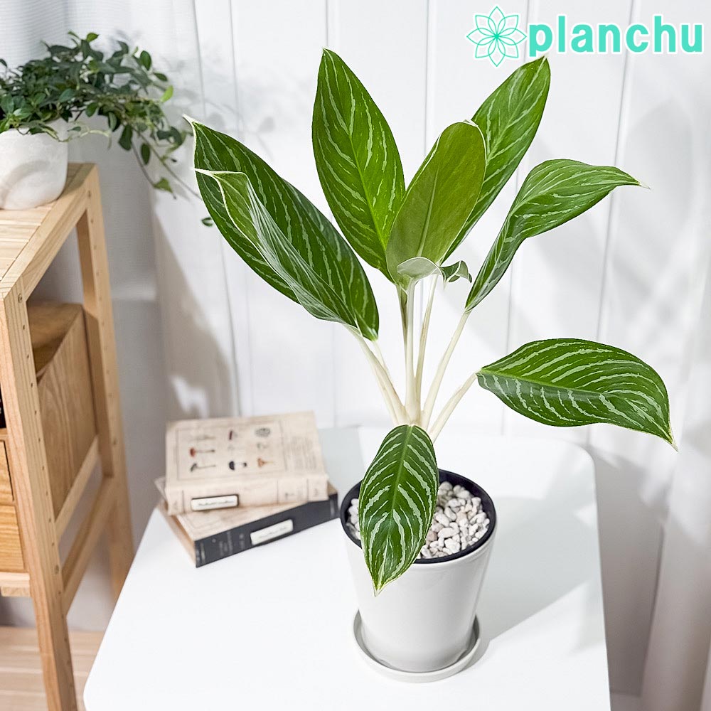 PLANCHU 観葉植物 アグラオネマ スノーホワイト 5号鉢 受け皿付き 育て