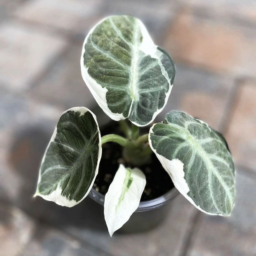 Shop Variegated Alocasia Ninja Tissue Culture Plant