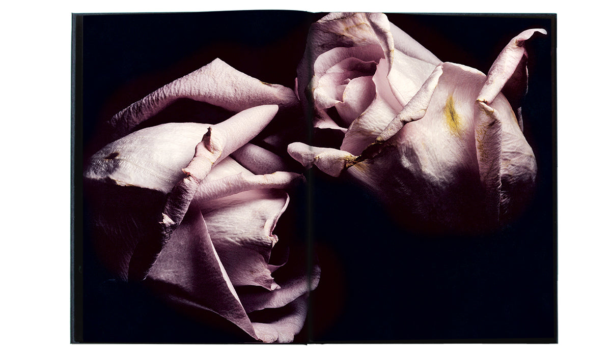 VISIONAIRE 40 ROSES DAVID SIMS