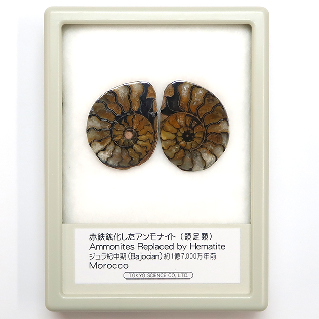 アンモナイト化石標本セット アンモナイトセット001｜恐竜・化石グッズ