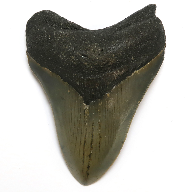 サメの歯化石（Carcharodon）｜化石販売・鉱物販売の東京サイエンス