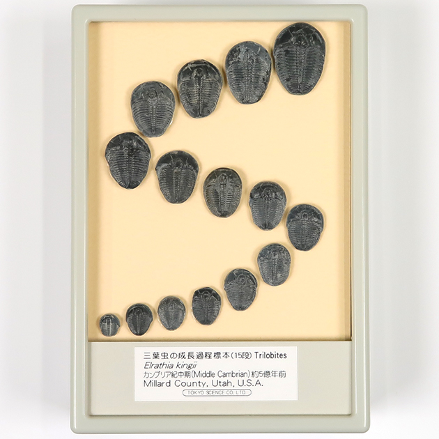 三葉虫（Elrathia）｜化石販売・鉱物販売の東京サイエンス