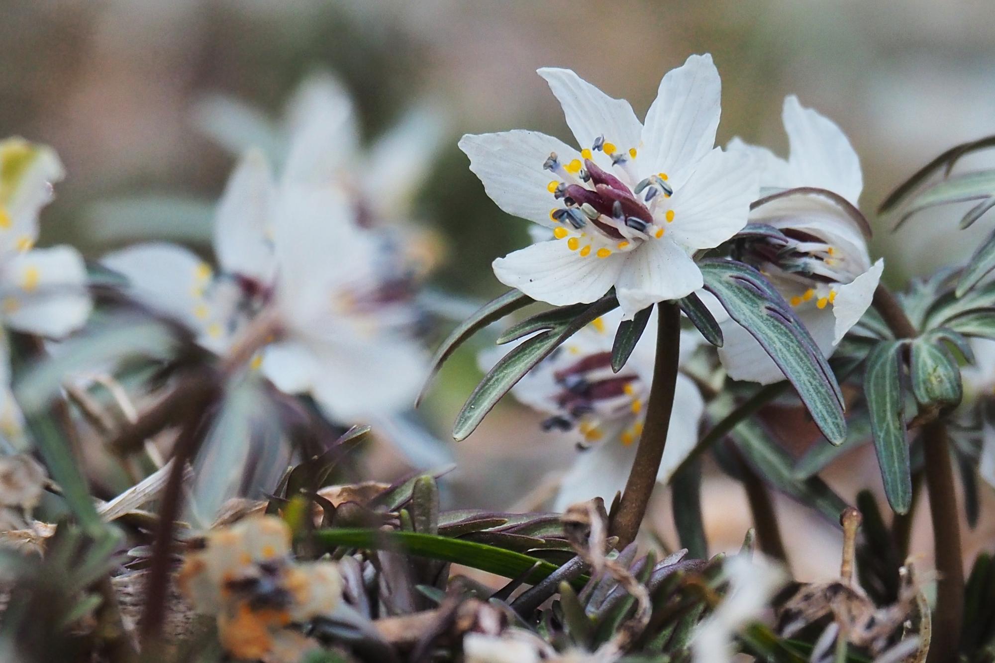 上島のセツブンソウ／辰野町公式ホームページ