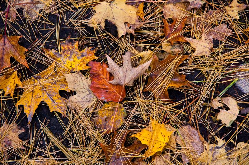 Autumn Leaves: Bring the Outdoors In with Prints & Wall Art
