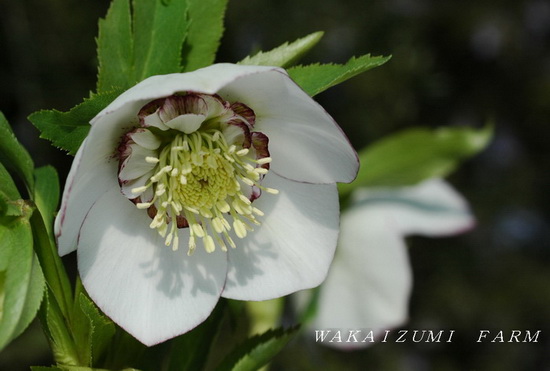 クリスマスローズ オリジナルホワイト糸ピコティセミダブル