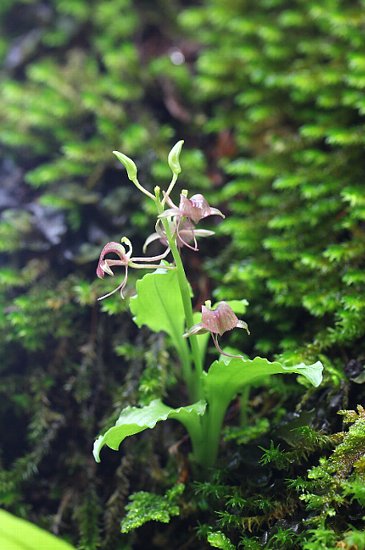 フガクスズムシソウ