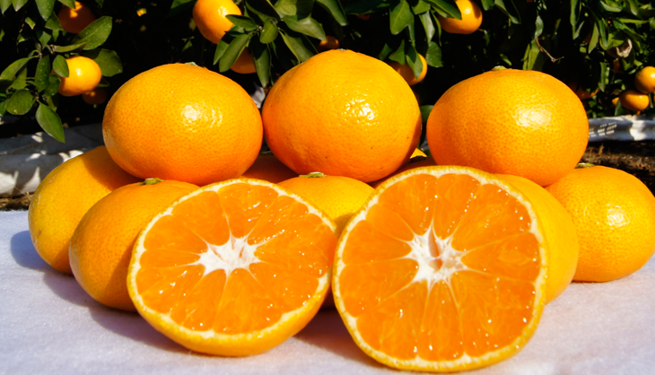 やまだみかん2.5kg | やまだ(山田)果樹園|佐賀県,太良,ブラッド