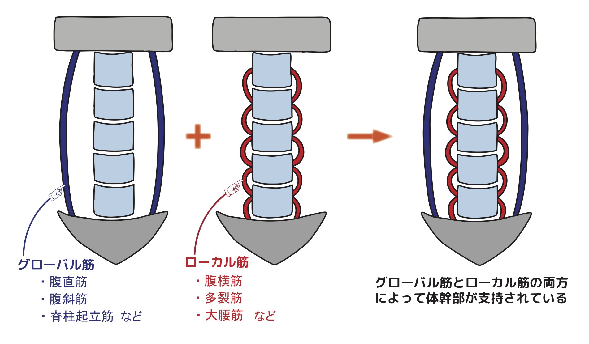 背骨の健康を考える Ⅱ | 香川のスポーツ家庭教師 やまおく教室