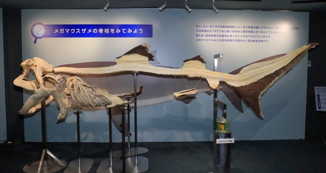 𠮷田生物研究所インフォメーション-鴨川シーワールド 世界初「幻」の