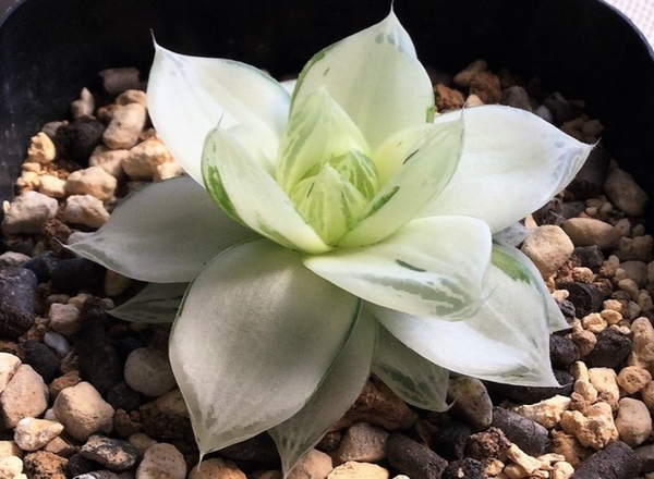 Haworthia Society of Japan - Journal