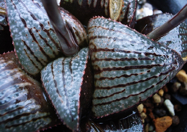 Haworthia Society of Japan - Journal