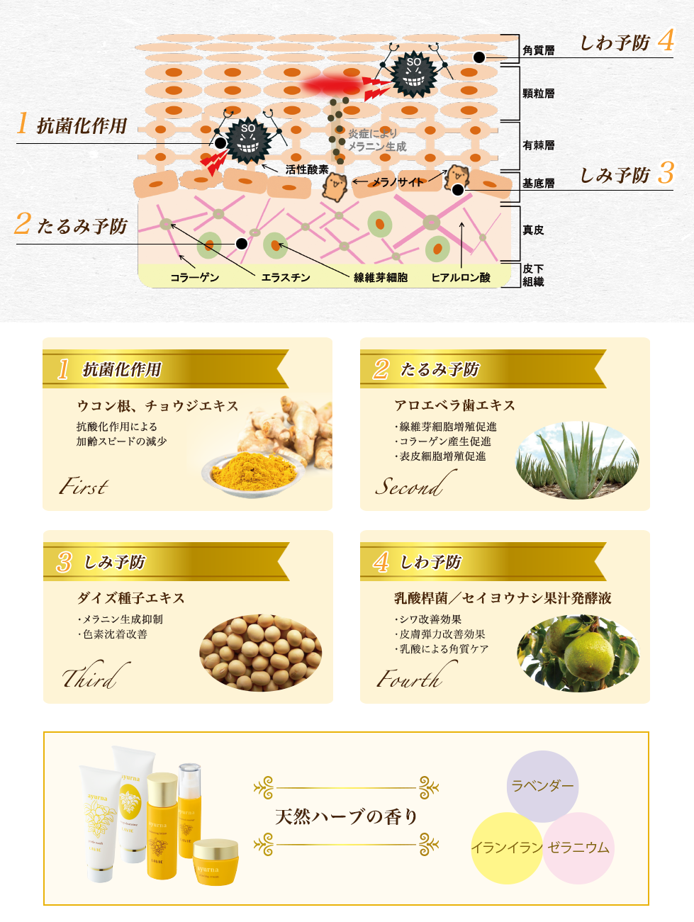 アユルナ | LAVIE