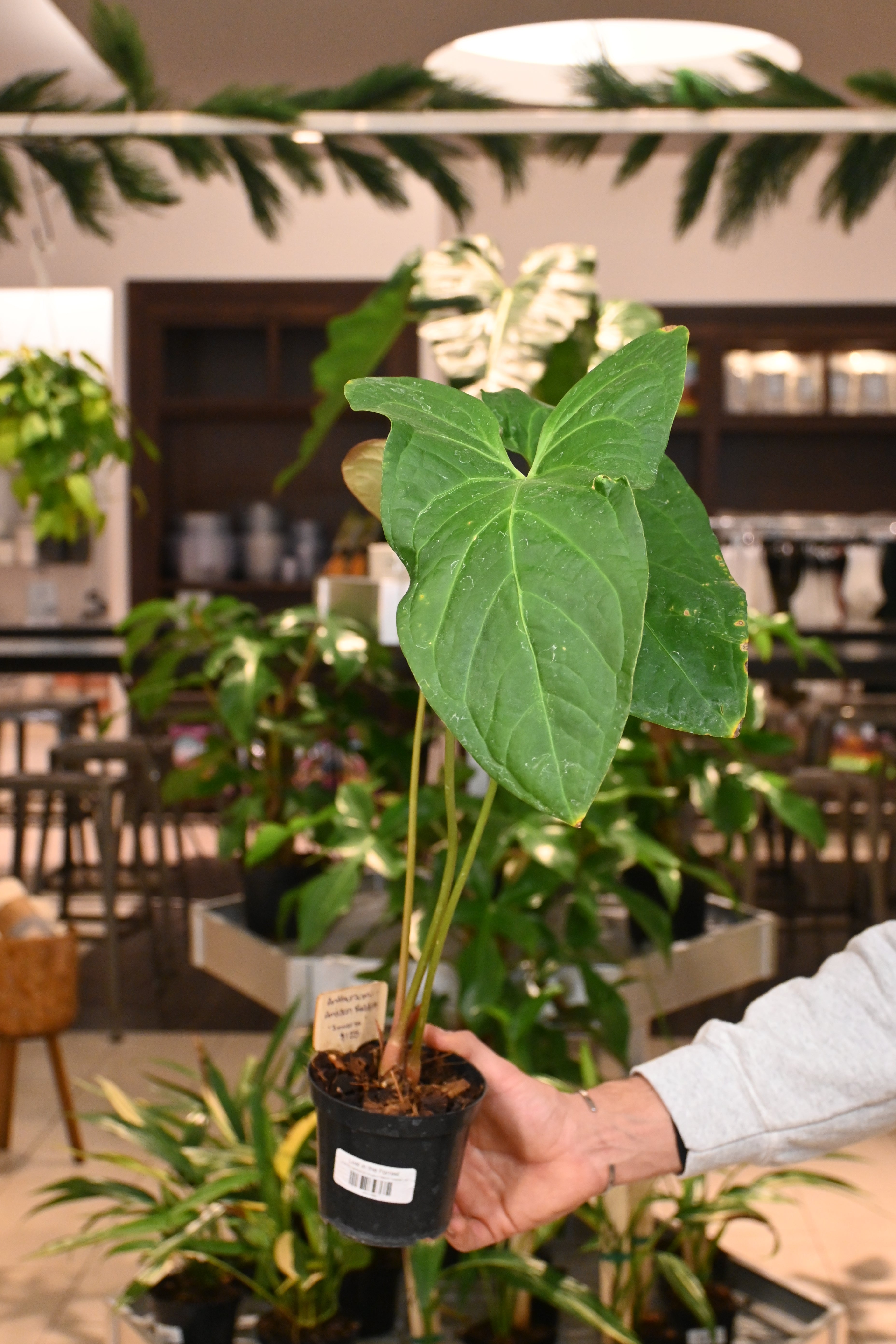 Anthurium Amazon Rabbit 'Inverse' – Lost in the Forrest