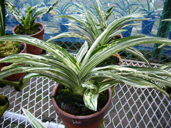 おもとギャラリー