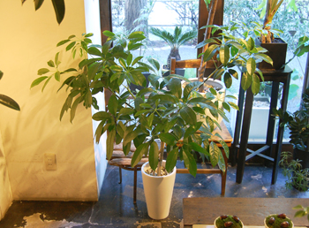 シェフレラ・チェンマイ - Collection : コレクション - NEO GREEN