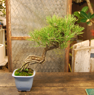 黒松・根上がり - Collection : コレクション - NEO GREEN : ネオグリーン