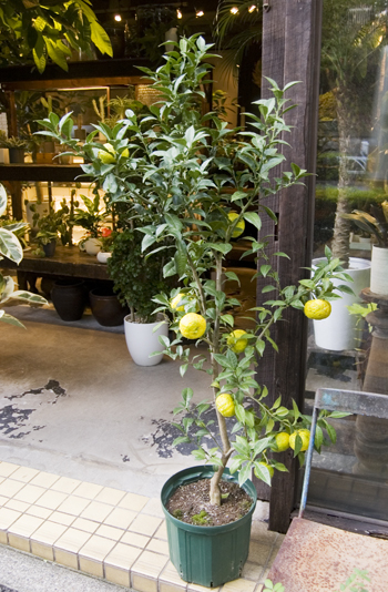 ユズ - Collection : コレクション - NEO GREEN : ネオグリーン