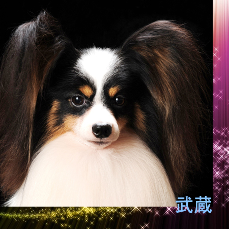 パピヨン トップブリーダー ：ショードッグ男の子集☆Queen Bless