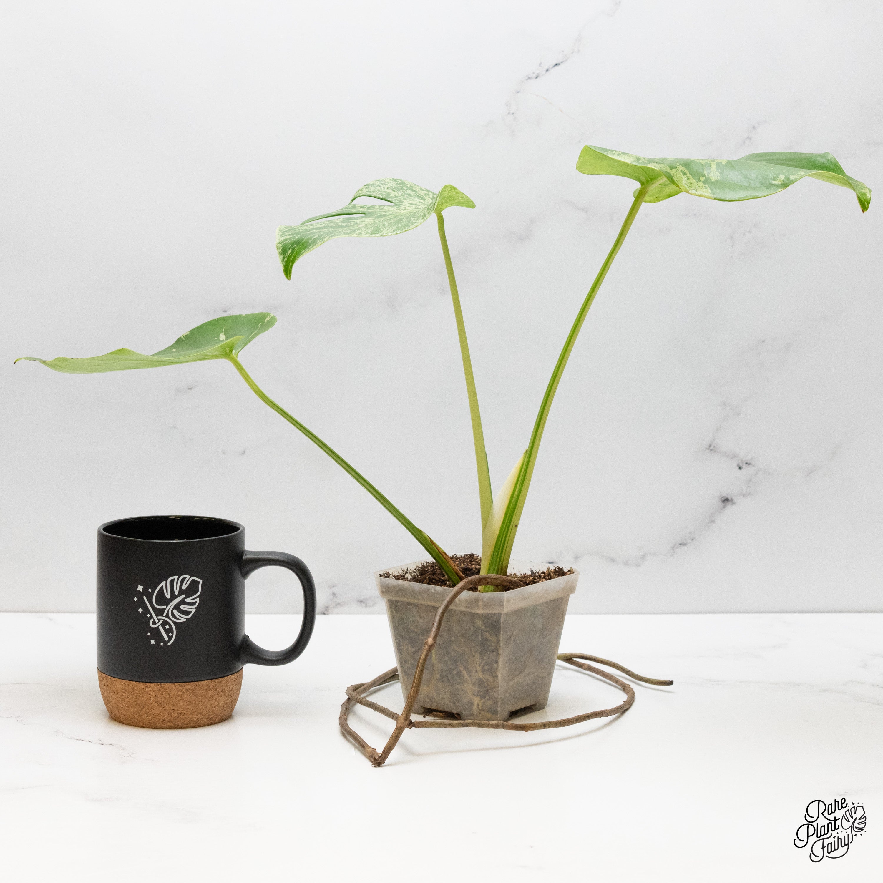 新春特価 希少株 Monstera Bulbasaurモンステラ・フシギダネ 新春特価