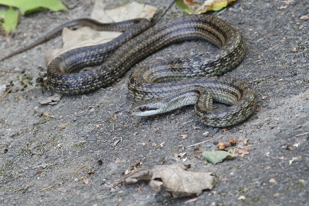 シマヘビ come on! ・・・いや、近寄らないで・・・ – 西岡公園