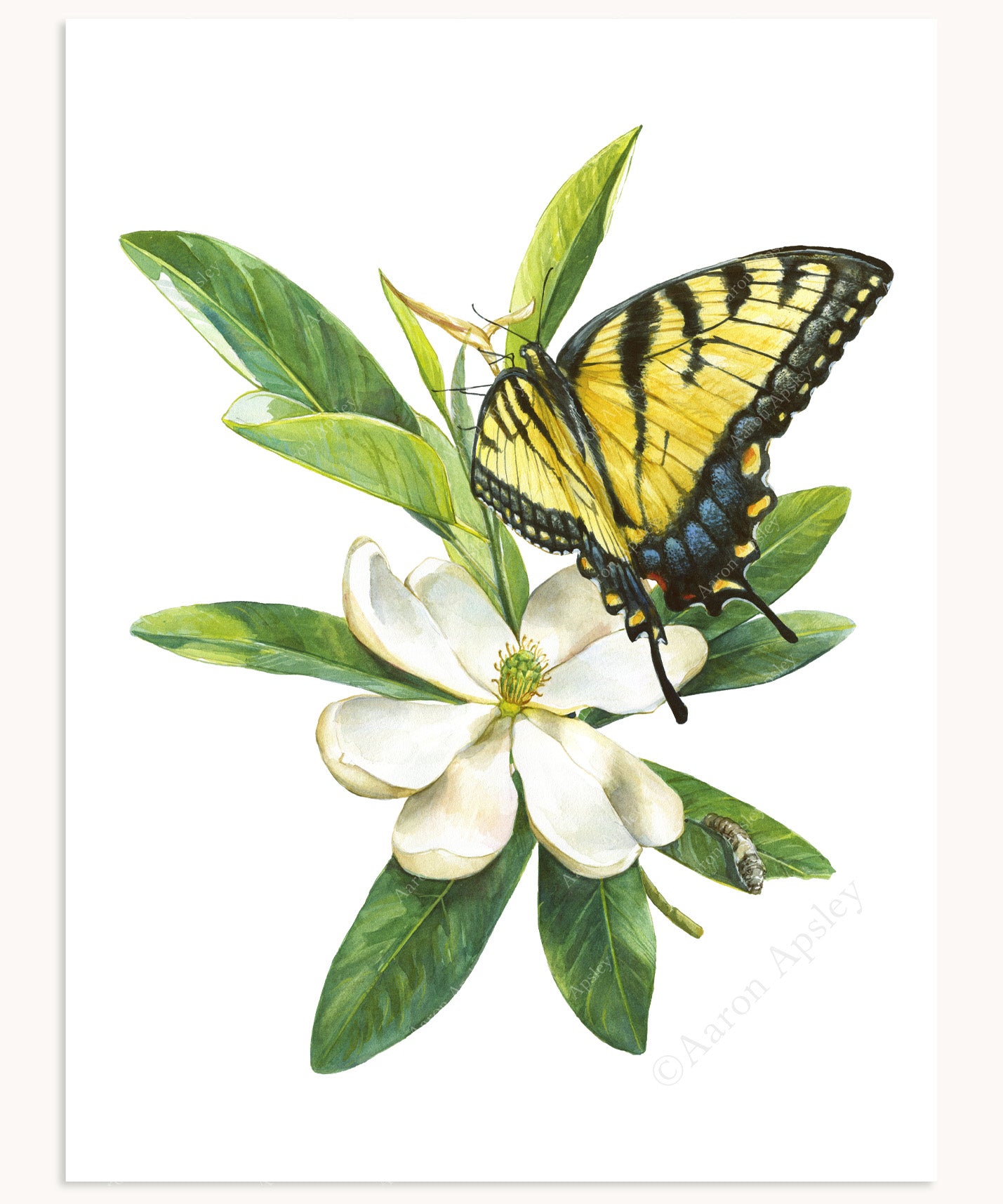 Tiger Swallowtail Butterfly & Sweet Bay Magnolia Print – Aaron