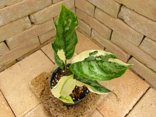 アグラオネマ・コンムタツム バリエガータ 極美個体 | 希少植物の販売