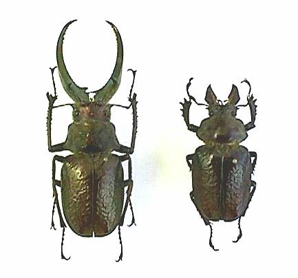 怪説・世界のクワガタ」 第6回 シワバネクワガタ (1)