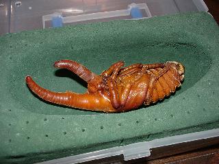 初心者による初心者のための外国産カブト飼育レポート