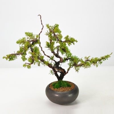 真柏の盆栽 信楽焼金彩丸鉢を販売｜入門は盆栽妙 – 盆栽妙 本店