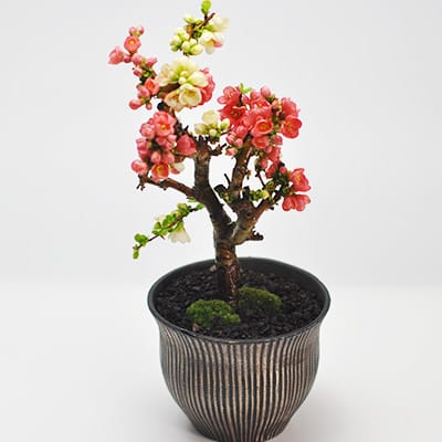 紅白長寿梅の盆栽を販売｜盆栽妙 – 盆栽妙 本店