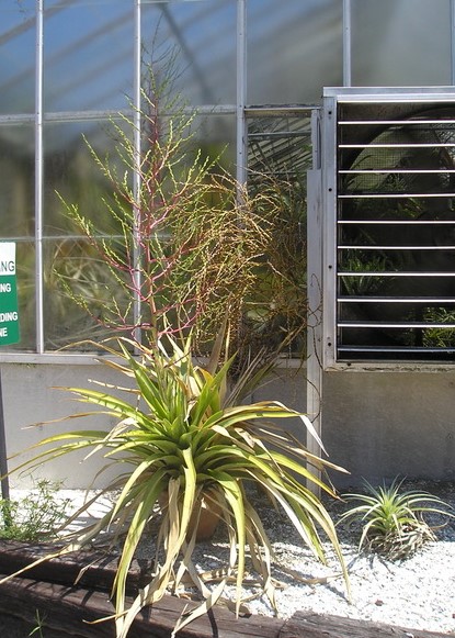 Bromeliads in Australia - Tillandsia mima var. chiletensis