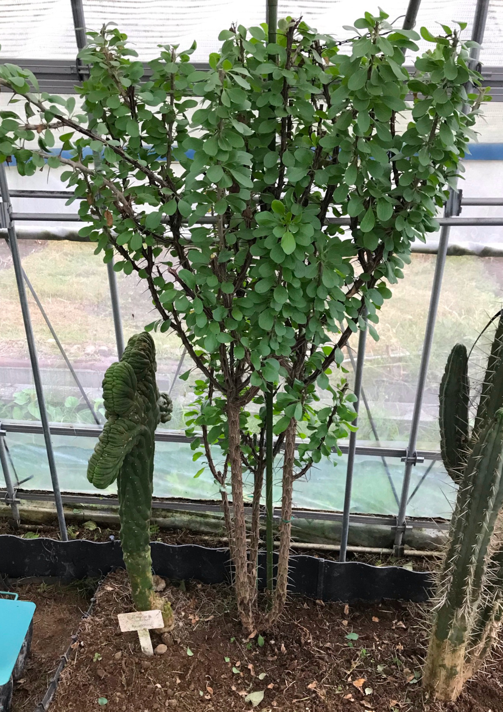 フォウクイエリア（フォークイエリア）属／その他多肉植物／ぱんさの