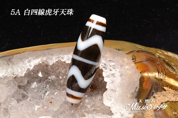 5A 最強の魔除けを得る虎の牙 【白四線虎牙天珠】 一点物 - 石川県金沢
