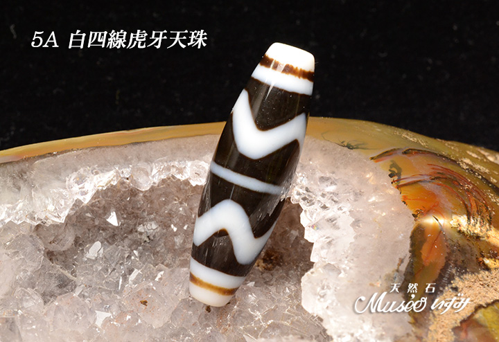 5A 最強の魔除けを得る虎の牙 【白四線虎牙天珠】 一点物 - 石川県金沢