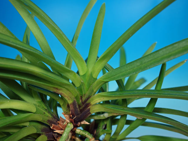 湖東錦中斑 - 野村風蘭研究室（佳風庵）