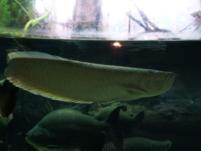 エクアドル熱帯雨林