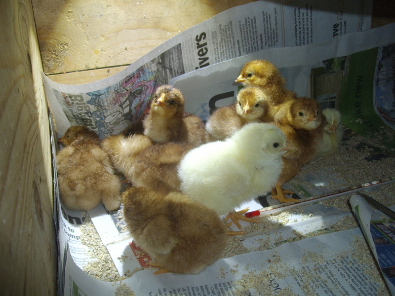 Determining the gender of young chickens: are those chicks hens or