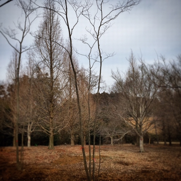 山採り天然木 コハウチワカエデ株立7.5m | 八進緑産株式会社