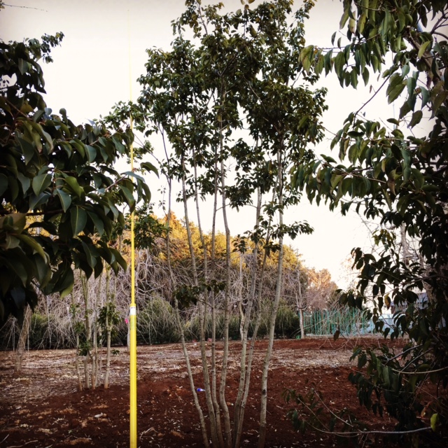 山採りソヨゴ株立4.0m | 八進緑産株式会社