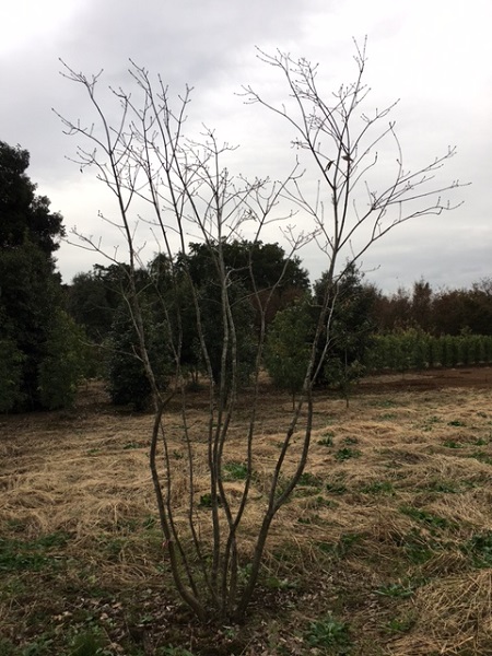 山採り天然木 アオダモ株立 高さ3.4m | 八進緑産株式会社