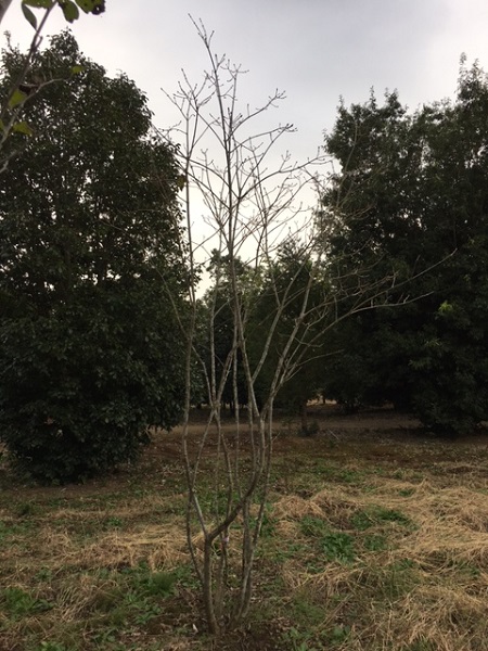 山採り天然木 アオダモ株立 高さ3.4m | 八進緑産株式会社