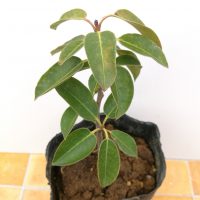 ソヨゴ 株立 雌雄結実セット | 八進緑産株式会社